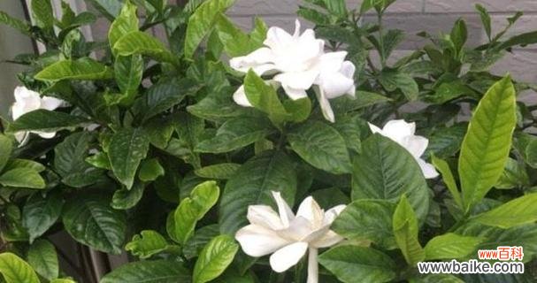 探索栀子花的深层寓意 栀子花的象征意义及文化传承