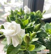 栀子花的美丽花语与心灵寄托 栀子花的象征意义及文化传承