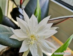 绽放一瞬间 昙花之意