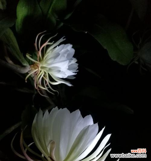 以昙花为象征 昙花