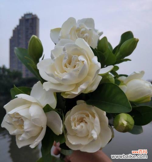 探索栀子花的美丽寓意与神秘传说 栀子花的花语