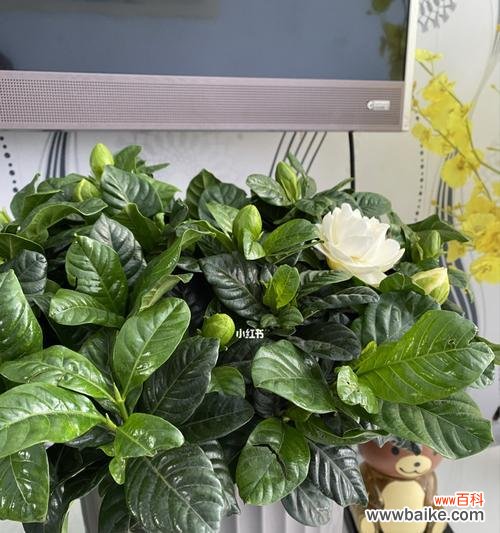 探寻栀子花生命的意义与启示 以栀子花养不活的寓意