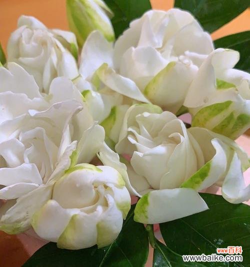 探寻栀子花生命的意义与启示 以栀子花养不活的寓意