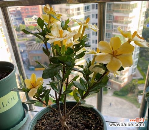 探寻栀子花生命的意义与启示 以栀子花养不活的寓意