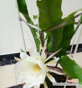 一夜绽放 昙花的花语之美