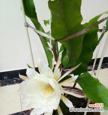 一夜绽放 昙花的花语之美