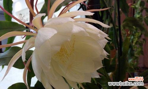 探寻昙花开花的奇迹与启示 昙花开花的象征意义