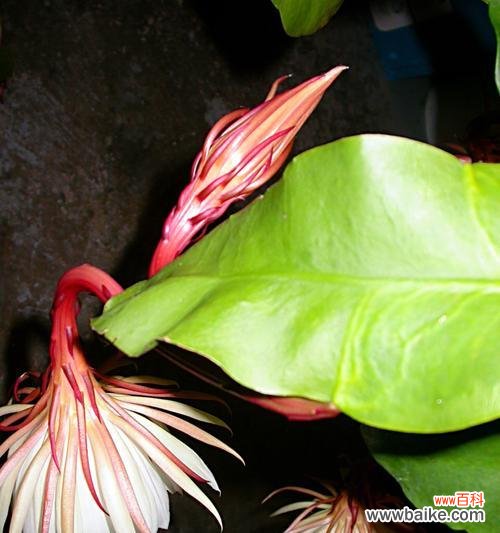 探寻昙花开花的奇迹与启示 昙花开花的象征意义