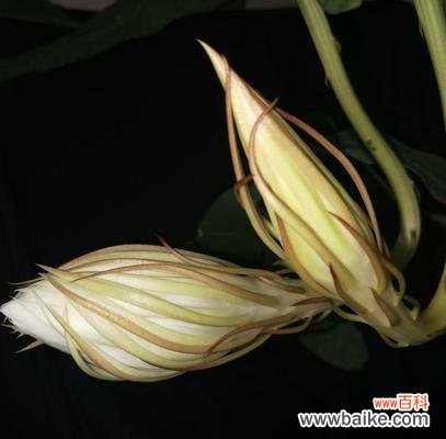 一朵花的坚持与成长 昙花花语的传说故事