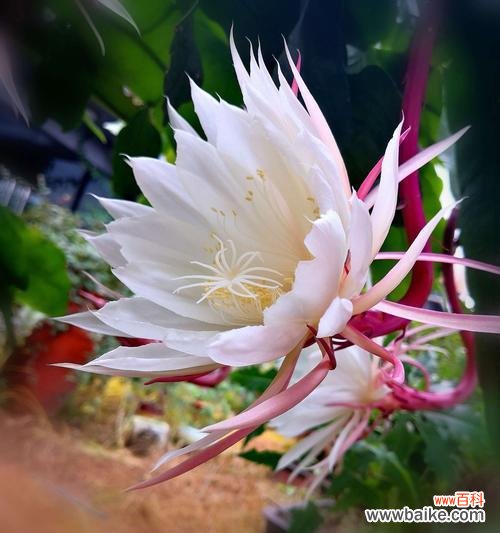 一朵花的坚持与成长 昙花花语的传说故事