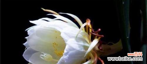 一朵花的坚持与成长 昙花花语的传说故事