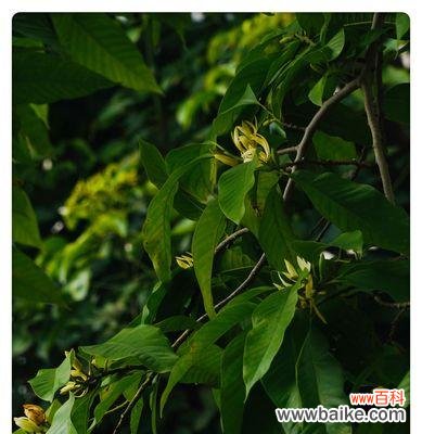 传递希望与安宁的花朵 白蓝花的花语