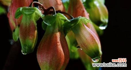 以什么花代表男人 男人之花——了解男性特质的花卉象征