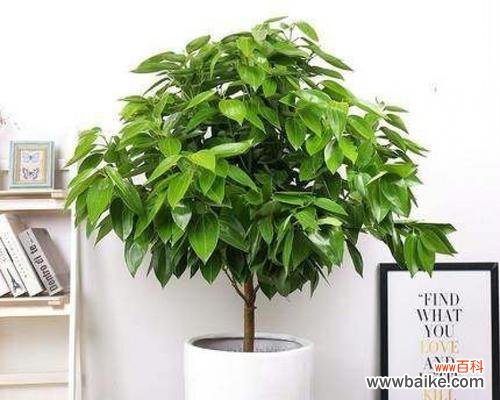 菊花的历史和文化背景以及对平安的祝福 以菊花代表平安的含义与象征