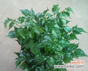 菊花的历史和文化背景以及对平安的祝福 以菊花代表平安的含义与象征