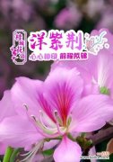 百合花的崇高父爱 以父爱为主题的文章