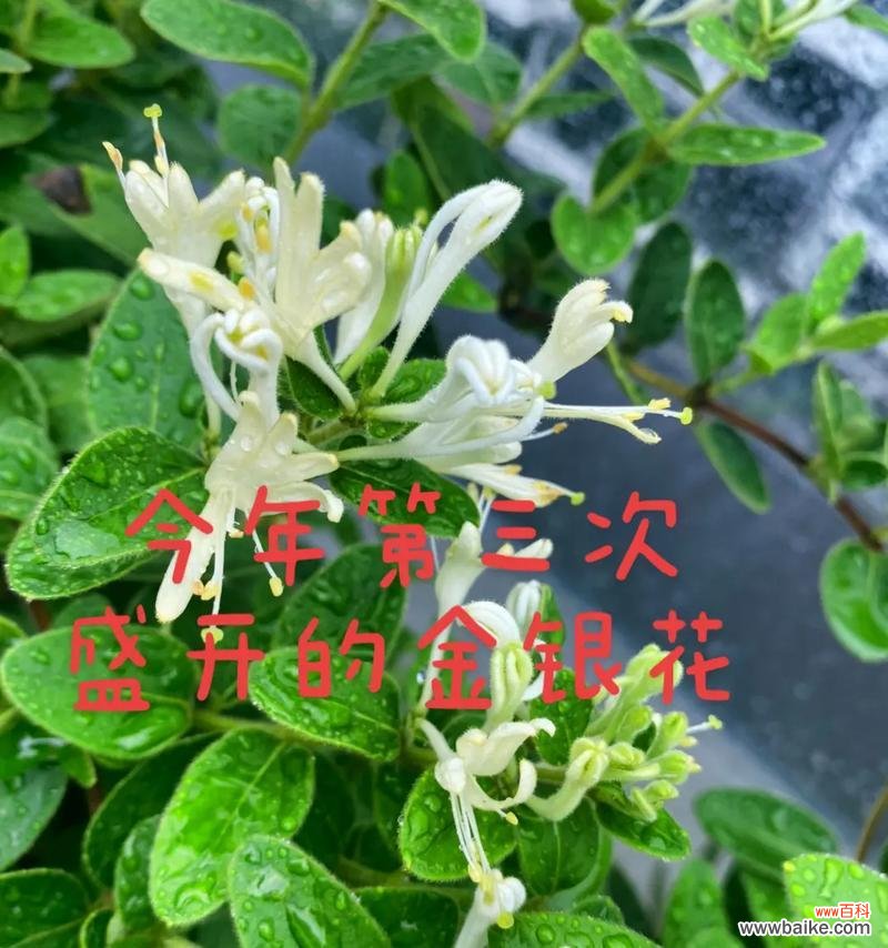 追寻生命之美——百合花的象征意义 以百合花代表生命