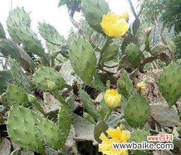 追寻生命之美——百合花的象征意义 以百合花代表生命