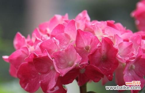 以鲜花献敬 用菊花寓意老师的美德