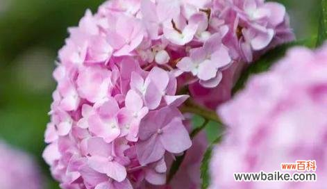 以鲜花献敬 用菊花寓意老师的美德