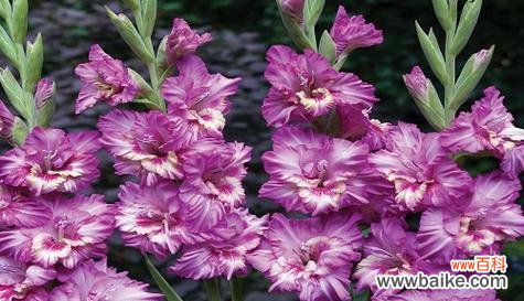 以花为媒 花开快乐园