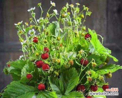 离别之花是怎样表达着人们的别离情感 离别之花