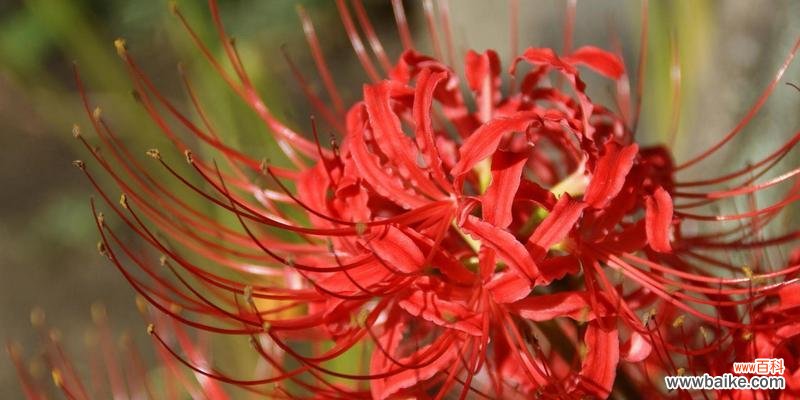 离别之花是怎样表达着人们的别离情感 离别之花