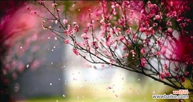 离别之花是怎样表达着人们的别离情感 离别之花