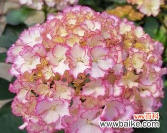 百合花绽放的梦想之路 以百合花代表梦想