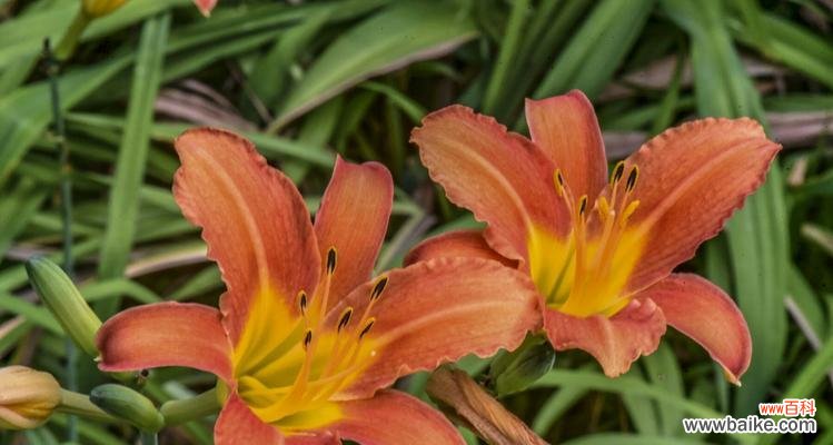 用花语述说母爱的伟大 母爱花开