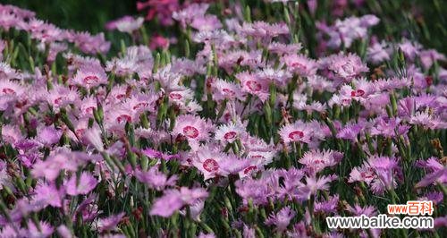 用花语述说母爱的伟大 母爱花开