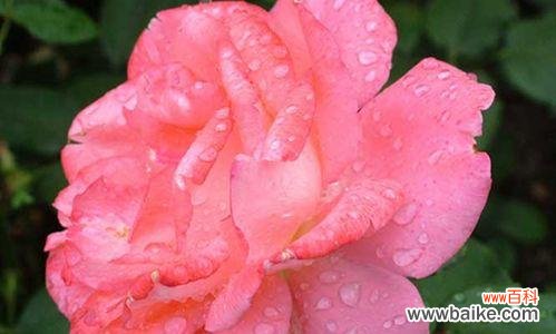 以花言巧语表达对母亲的感激之情 用鲜花传递母亲节的爱