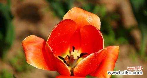 以花言巧语表达对母亲的感激之情 用鲜花传递母亲节的爱