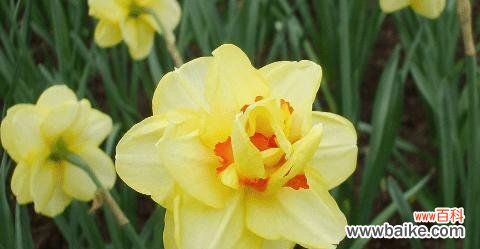 百合花的象征意义与善良的内涵 以百合花代表善良