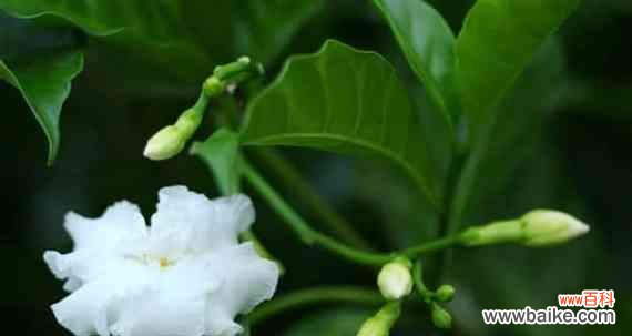 百合花的象征意义与善良的内涵 以百合花代表善良