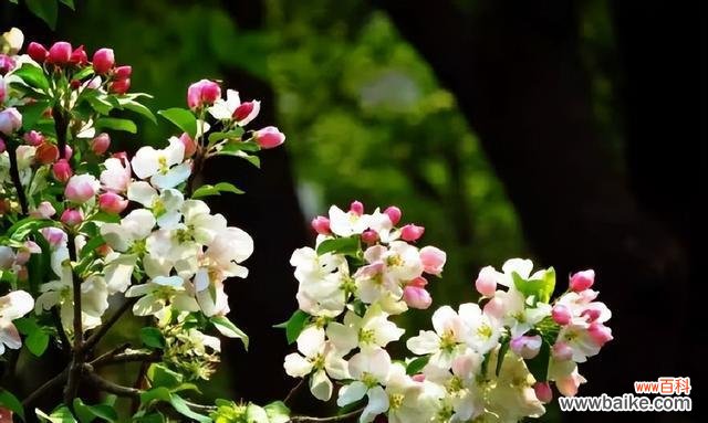 百合花的象征意义与善良的内涵 以百合花代表善良
