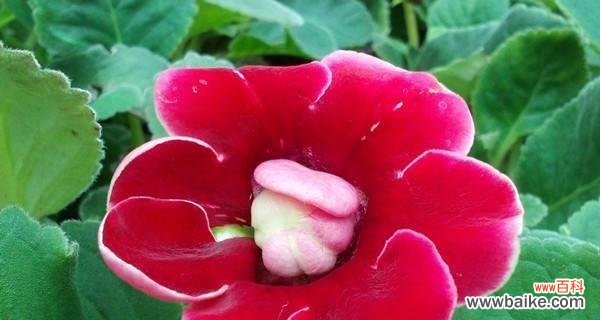 探寻花朵中的温柔之美 以什么花代表柔弱娇贵