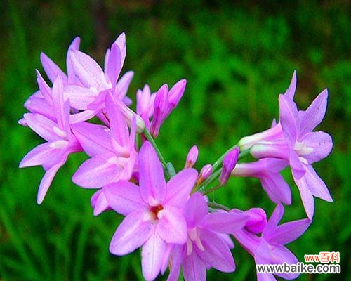 探寻花朵中的温柔之美 以什么花代表柔弱娇贵