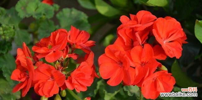 生日祝福花束 用鲜花传递生日快乐的祝福