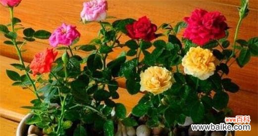 以花为媒 花开守护,绽放爱心