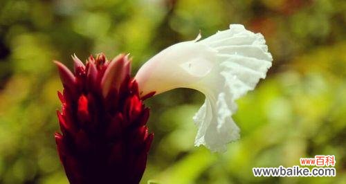 以花为媒 花开守护,绽放爱心