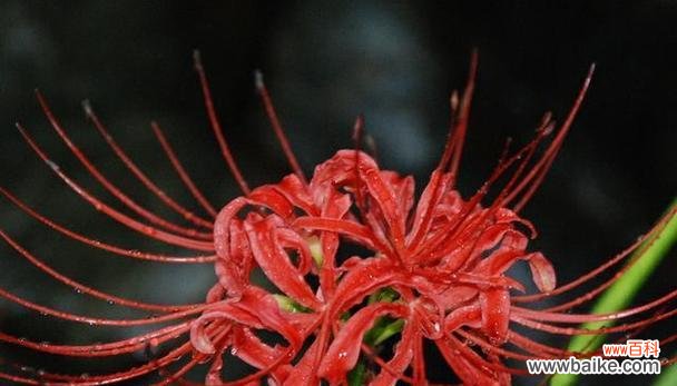 以花代表的思念与情感 思念如花开，心意绵绵