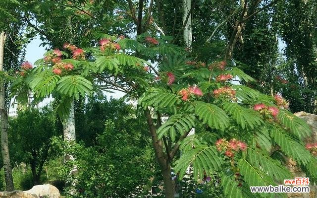 以花代表的思念与情感 思念如花开，心意绵绵