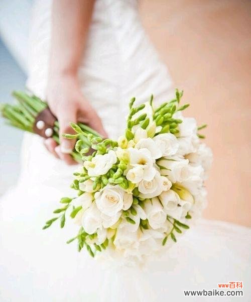 小苍兰 小苍兰的花语与传说