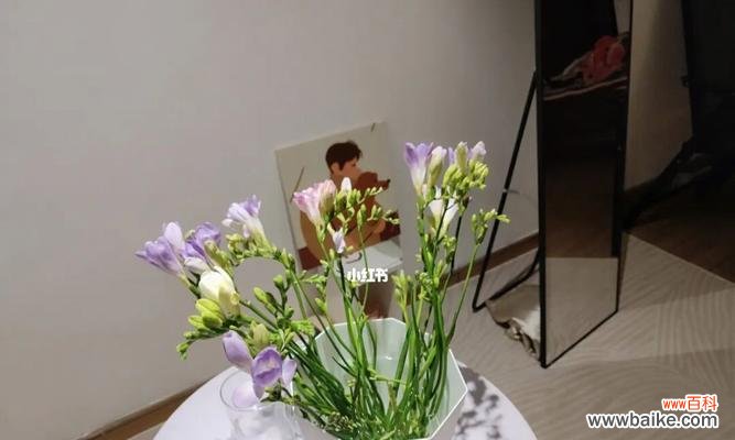 小苍兰 小苍兰的花语与传说