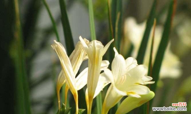 小苍兰 小苍兰的花语与传说