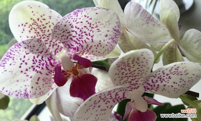 以白莲花为主题的花之美丽与神秘 花之高贵纯洁