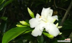 以白莲花为主题的花之美丽与神秘 花之高贵纯洁