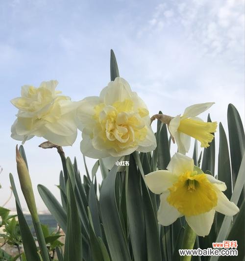 探索洋水仙花语的深层含义与美丽 洋水仙花语的意义与象征