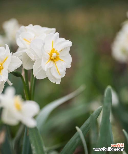 探索洋水仙花语的深层含义与美丽 洋水仙花语的意义与象征